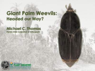 Giant Palm Weevils: Headed our Way? Michael C. Thomas Florida State Collection of Arthropods  Nine species of Rhynchophorus Herbst