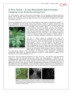 Microsoft Word - As-Fern.doc