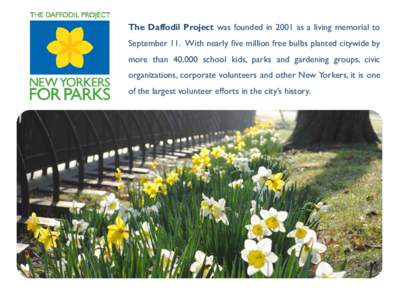 The Daffodil Project was founded in 2001 as a living memorial to September 11. With nearly five million free bulbs planted citywide by more than 40,000 school kids, parks and gardening groups, civic organizations, corpor