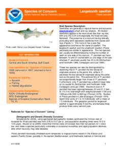 Species of Concern  Largetooth sawfish NOAA National Marine Fisheries Service