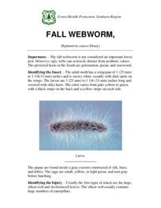 Forest Health Protection, Southern Region  FALL WEBWORM, Hyphantria cunea (Drury) Importance. - The fall webworm is not considered an important forest pest. However, ugly webs can seriously detract from aesthetic values.