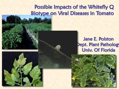 Possible Impacts of the Whitefly Q Biotype on Viral Diseases in Tomato Jane E. Polston Dept. Plant Pathology Univ. Of Florida
