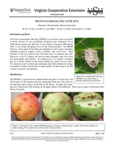 BROWN MARMORATED STINK BUG Hemiptera, Pentatomidae: Halyomorpha halys By Eric R. Day, Tim McCoy, Dini Miller, Thomas P. Kuhar and Douglas G. Pfeiffer Distribution and Hosts The brown marmorated stink bug, (BMSB), is an i