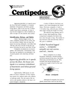 Entomology Identification & Training  Appearing ghostlike as it speeds across the floor, the house centipede is a common inhabitant of basements and below-ground living spaces. Able to run very fast, it makes