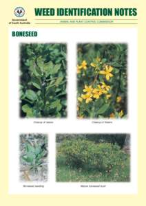 WEED IDENTIFICATION NOTES ANIMAL AND PLANT CONTROL COMMISSION BONESEED  Closeup of leaves