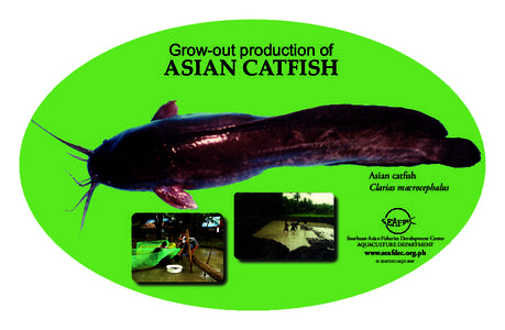 Broadhead catfish / Catfish / Rice / Fish / Aquaculture / Fish farming
