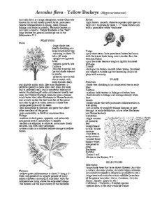Aesculus flava - Yellow Buckeye (Hippocastanaceae) ----------------------------------------------------------------------------------------