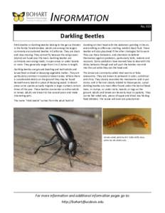 INFORMATION No. 033 Darkling Beetles Stink beetles or darkling beetles belong to the genus Eleodes in the family Tenebrionidae. Adults are among the largest