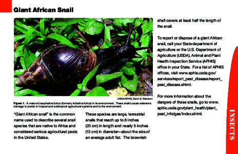 Giant African Snail  USDA/APHIS, David G. Robinson Figure 1. A mature Lissachatina fulica (formerly Achatina fulica) in its environment. These snails cause extensive damage to plants in tropical and subtropical agricultu