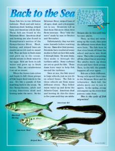 Striped bass / Blueback herring / Shad / American eel / Fish migration / Herring / Skipjack Shad / American gizzard shad / Fish / Clupeidae / American shad