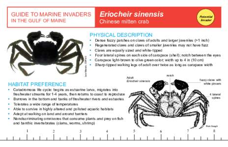 GUIDE TO MARINE INVADERS IN THE GULF OF MAINE Eriocheir sinensis  Potential