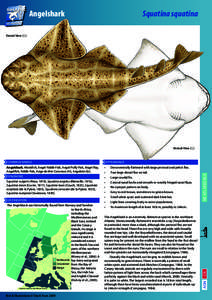 Angelshark	  Squatina squatina Dorsal View (♀)