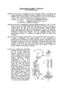 Macrotyloma axillare (Axillaris) Syn.: Dolichos axillaris Herkunft und Verbreitung: Ursprünglich aus der Sub-Sahara Afrikas, von Äthiopien bis