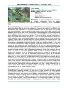 PROGRAMA DE SANIDAD VEGETAL-SAGARPA-GTO. Ficha Técnica Nombre científico: Diabrotica balteata LeConte Nombre común: Diabrótica, doradilla. Clase: Insecta Orden: Coleoptera