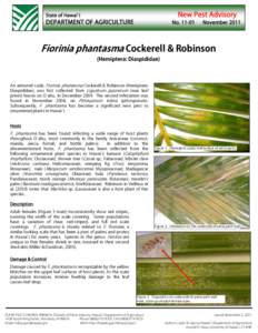 Agricultural pest insects / Scale insect / Pittosporum / Dypsis lutescens / Areca / Sternorrhyncha / Agriculture / Hemiptera / Phyla / Protostome