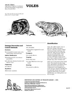 Meadow Vole / Vole / California vole / Arvicolini / Arvicolinae / Microtus / Voles and lemmings / Fauna of Europe