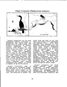 Pelagic Cormorant (Phalacrocorax pelagim)  Pelagic Cormorants are the most widespread nesting cormorants in Washington and, while they are seldom seen in large flocks like