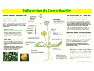Fruit  How Dandelions Breed…You’d Never Guess! Common Dandelion Is An Introduced Weed Tuft of hairs (pappus)