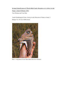 In-hand identification of Thick-billed Larks (Ramphocoris clotbey) in the Negev, Israel, February 2011 Yoav Perlman and Yosef Kiat