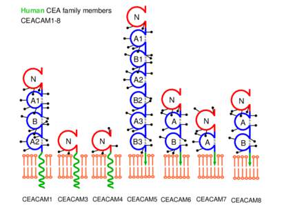 Human CEA family members CEACAM1-8