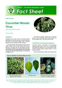 Cucumber Mosaic Virus on Pepper