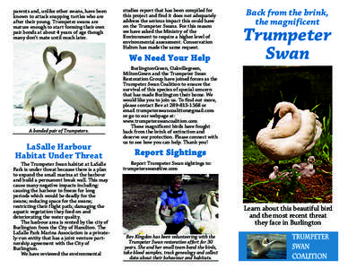 parents and, unlike other swans, have been known to attack snapping turtles who are after their young. Trumpeter swans are mature enough to start forming their own pair bonds at about 4 years of age though many don’t m