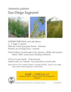 Artemisia palmeri  San Diego Sagewort Photographs by Margaret L. Fillius