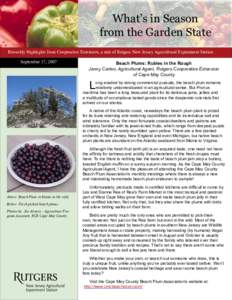What’s in Season from the Garden State Biweekly Highlights from Cooperative Extension, a unit of Rutgers New Jersey Agricultural Experiment Station September 17, 2007  Beach Plums: Rubies in the Rough