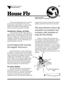 The house fly has four life stages: egg, larva, pupa, and adult. The adult fly is 1/4-inch long and light gray, with four dark lengthwise stripes on its thorax, and reddish eyes. House fly larvae, called “maggots,” a