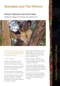 Willow / Koala / Protected area / Mammals of Australia / Biology / Indigenous Protected Area