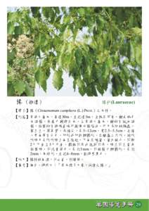 樟 （拾遺）  樟科(Lauraceae) 【學名】樟（Cinnamomum camphora (L.) PRESL）之木材。 【形態】常綠大喬木，高達30m，直徑達5m，全株具芳香，樹皮褐色