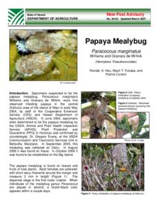 Botany / Phyla / Mealybug / Paracoccus marginatus / Carica papaya / Cryptolaemus montrouzieri / Papaya / Guam / Animal and Plant Health Inspection Service / Flora / Agricultural pest insects / Scale insects