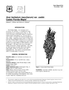 Fact Sheet ST-8 November 1993 Acer barbatum (saccharum) var. caddo Caddo Florida Maple1 Edward F. Gilman and Dennis G. Watson2