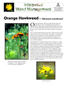 Orange Hawkweed  - Hieracium aurantiacum