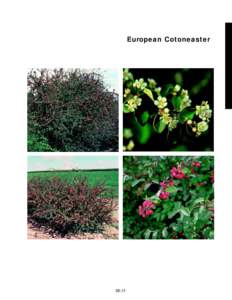 European Cotoneaster  slide 9a slide 9b