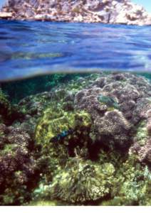 Marine Futures:  pulling back the blue curtain An ambitious, groundbreaking and collaborative project in Western Australia