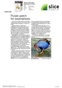 Ornithology / Purple Swamphen / Purple / Fauna of Asia / Porphyrio / Birds of New Zealand