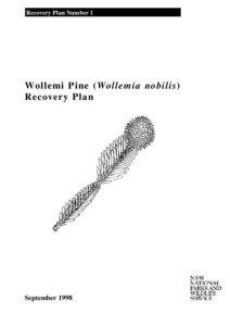 Recovery Plan Number 1  Wollemi Pine (Wollemia nobilis)