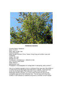 Conservation / Keteleeria evelyniana / Keteleeria davidiana / Nothotsuga / Keteleeria / Douglas-fir / Pseudolarix / Arboretum / Christmas tree / Pinaceae / Botany / Biology