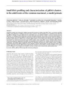 Downloaded from rnajournal.cshlp.org on February 2, Published by Cold Spring Harbor Laboratory Press  Small RNA profiling and characterization of piRNA clusters in the adult testes of the common marmoset, a model 