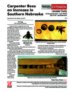 Carpenter Bees on Increase in Southern Nebraska Reprinted from The Nebline, JulyLancaster County