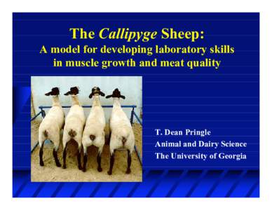 The Callipyge Sheep: A model for developing laboratory skills in muscle growth and meat quality T. Dean Pringle Animal and Dairy Science