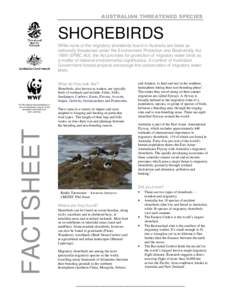 AUSTRALIAN THREATENED SPECIES  SHOREBIRDS While none of the migratory shorebirds found in Australia are listed as nationally threatened under the Environment Protection and Biodiversity Act[removed]EPBC Act), the Act provi