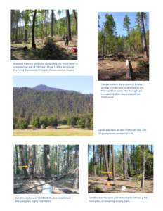 Grayback Forestry personnel completing the ‘finish work’ in a commercial unit of Pilot Joe - Phase I of the Secretarial Dry Forest Restoration Principles Demonstration Project. This permanent photo point of a cable y