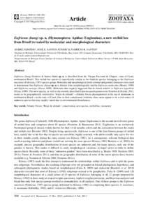 Eufriesea zhangi sp. n. (Hymenoptera: Apidae: Euglossina), a new orchid bee from Brazil revealed by molecular and morphological characters