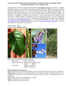 Microsoft Word - Tribal Uses for Salal- #38.doc