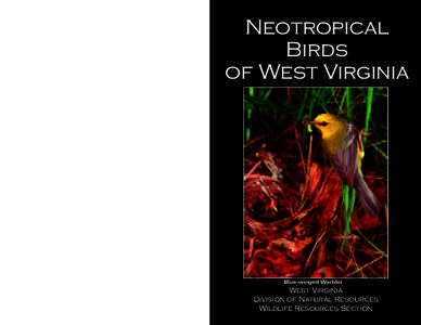 Neotropical Birds of West Virginia Blue-winged Warbler