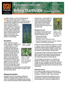 Invasive Weeds in Forest Land: Yellow Starthistle