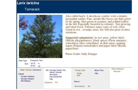 Tamarack (larix laricina)