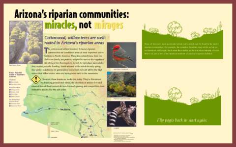 Arizona’s riparian communities: miracles, not mirages Cottonwood, willow trees are wellrooted in Arizona’s riparian areas Some of Arizona’s most spectacular plants and animals can be found in the state’s riparian